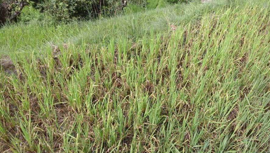 फाइल फोटो