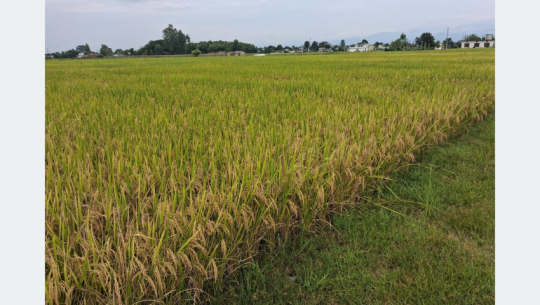 Rice production in Far-west province rises despite shrinking cultivation area