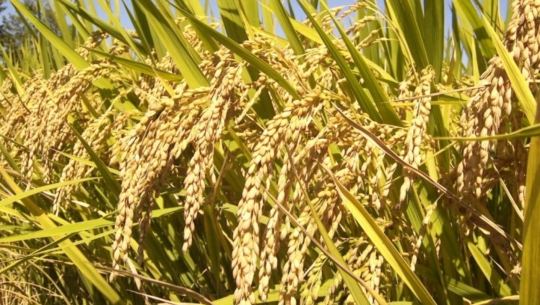 कैलालीमा धान उत्पादन घट्यो