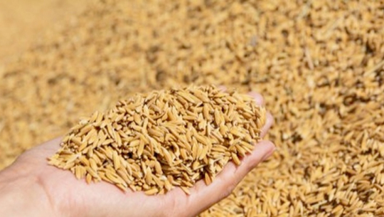 फाईल फोटो 