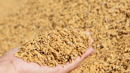 किसानलाई अनुदानमा उन्नत जातको धानको बीउ