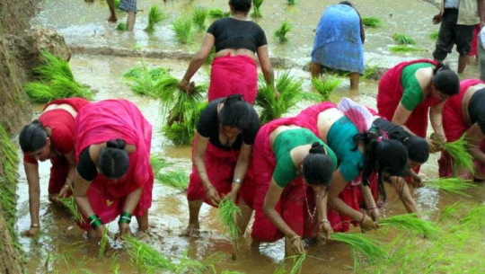 देशभर ९० प्रतिशत धान रोपाइँ