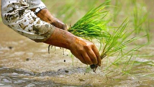 Farmers in Baitadi have difficulty in planting due to lack of rain