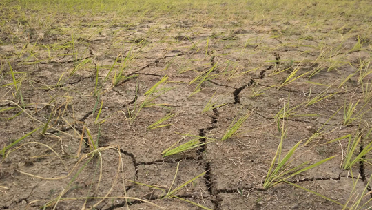 खडेरीले धान सुक्दै