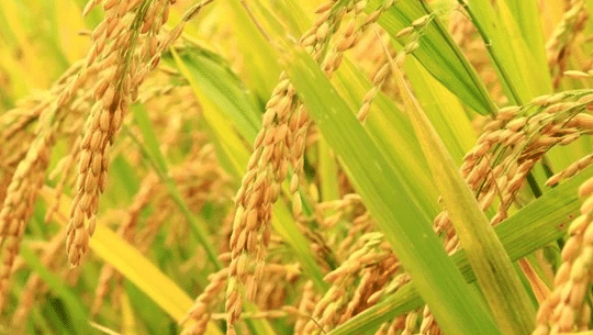 कैलालीका किसानले भित्र्याउन पाएनन् चैतेधान