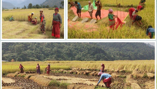 दशैंको रमझमसँगै कैलालीका किसान धान भित्र्याउन व्यस्त