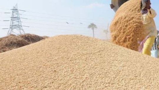 किसानलाई धानको मूल्य पाउन समस्या