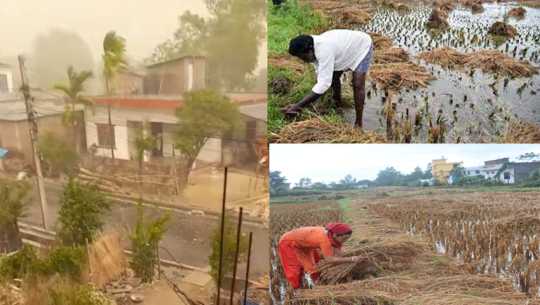 Kailali Farmers Concerned About Crop Loss Due to Unexpected Rain and Wind During Paddy Harvest