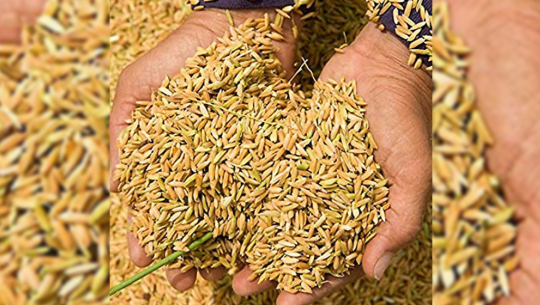 लमजुङमा धान उत्पादनमा वृद्धि