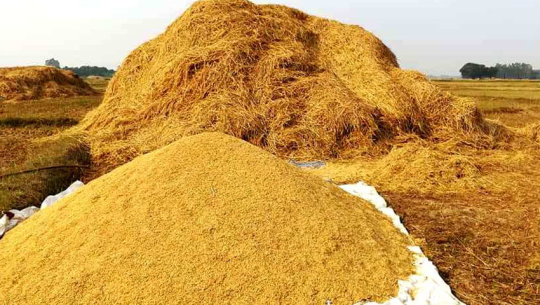 Private sector halts paddy procurement in Kailali amid price concerns