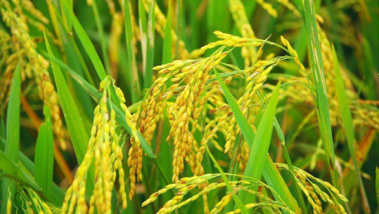 सुदूरपश्चिममा लगातार वर्षा, किसानलाई उत्पादन घट्ने पिरलो