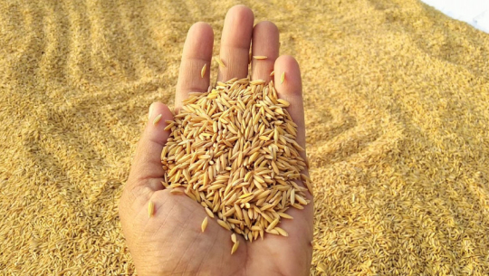 धानको समर्थन मूल्य कार्यान्वयन नगरेपछि किसान महासंघद्वारा आन्दोलन घोषणा