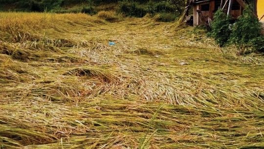 असिनाले धानबाली नष्ट हुँदा कृषक चिन्तित