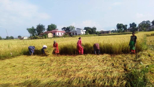 सुदूरपश्चिमका किसानलाई धान भित्र्याउने चटारो