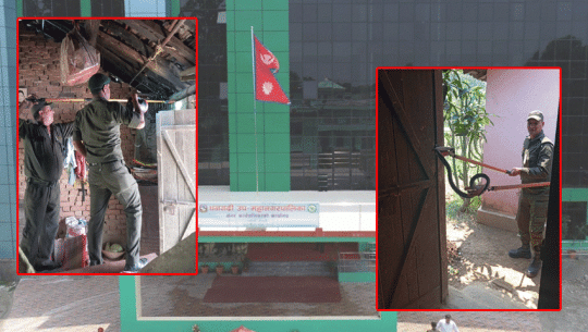 Dhangadhi City Police Rescue Black Cobra from Residences