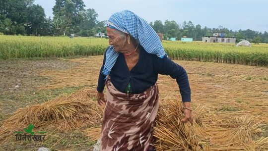 वर्षाले भिजायो किसानको धान, पाकेको बाली खेतमै बिग्रिने चिन्ता