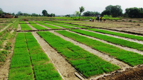 मेसिनद्वारा धान रोपाइँ गर्न ‘ट्रेमा’ बीउ उमार्दै शुक्लाफाँटाका किसान