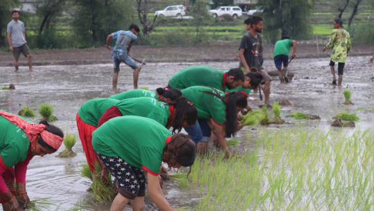 डडेल्धुरामा देउडा गाउँदै मनाइयो धान दिवस
