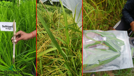 सुदूरपश्चिमका तीन जिल्लामा रैथाने धानको अनुसन्धान गरिँदै 