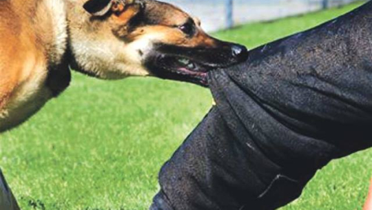 बझाङमा कुकुरको टोकाइबाट २ जना घाइते