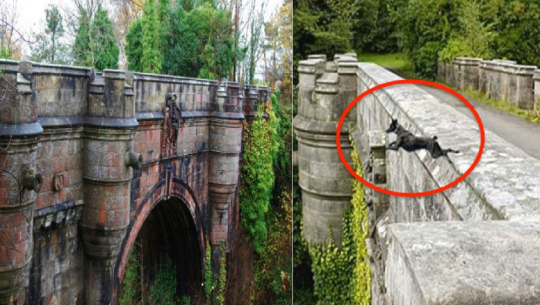 यो हो ६ सय कुकुरले आत्महत्या गरिसकेको पुल (भिडियो)