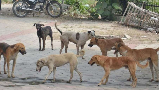 धनगढीका सामुदायिक कुकुरको बन्ध्याकरण गरिँदै
