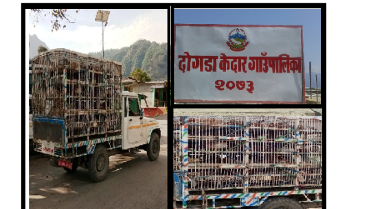 बैतडीको दोगडाकेदारले आफैले बनाएको निर्णय उल्लंघन गरी कुखुरा बाड्यो