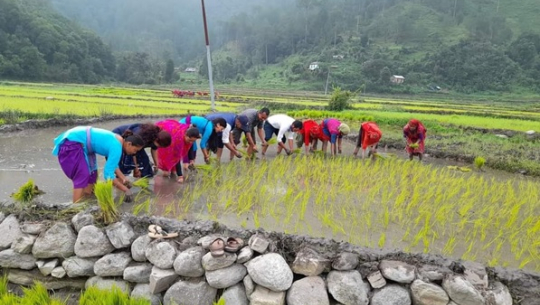 युवा गाउँ पुगेपछि खनिए डोटीका बाँझो खेत