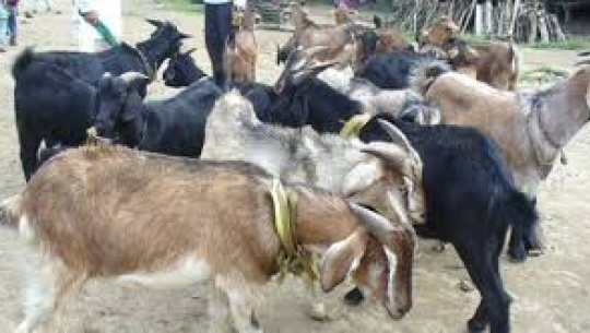 खुला सीमाका कारण वर्षेनी हजारौँको संख्यामा पिपिआर सङ्क्रमित खसीबाख्रा भित्रिँदै