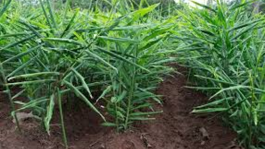 विदेशबाट फर्किएका युवा अदुवा खेतीमा