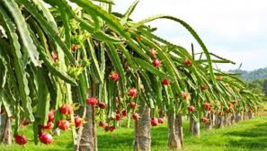 अम्बा र ड्रागन फ्रुटको व्यावसायिक खेती