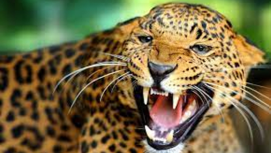 Leopard Attack in Baitadi Leaves One Injured