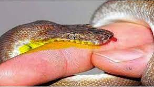 Sister, brother die from snakebite