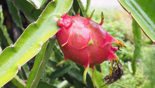 कञ्चनपुरमा पहिलोपटक व्यावसायिक ड्रागनखेती