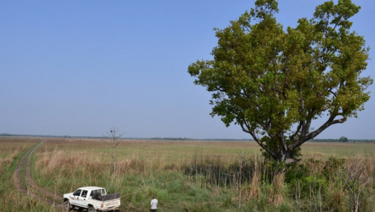 Jungle safari reopens for tourists in Shuklaphanta, Kanchanpur