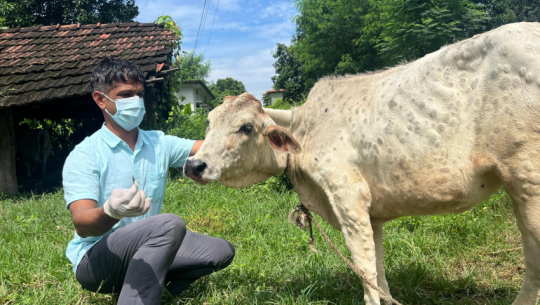 Lumpy skin disease detected in cow calf in Shuklaphanta