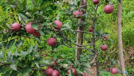 बाजुरामा रोपेको दुई वर्षमै स्याउ फलेपछि...