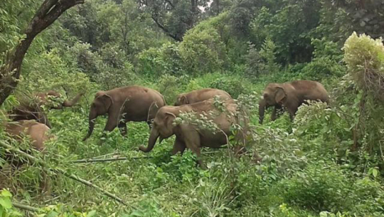 Elephants Make an Appearance in Shuklaphanta Community Forests of Kanchanpur