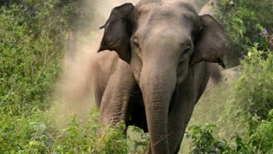 कञ्चनपुरमा जङ्गली हात्तीको आक्रमणबाट वृद्धको मृत्यु