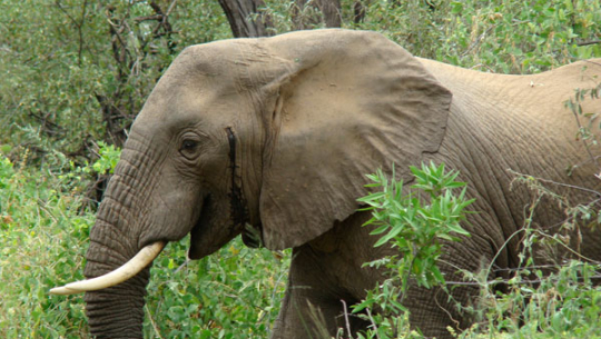 कञ्चनपुरमा जङ्गली हात्तीको आक्रमणबाट एउटा घरमा क्षति