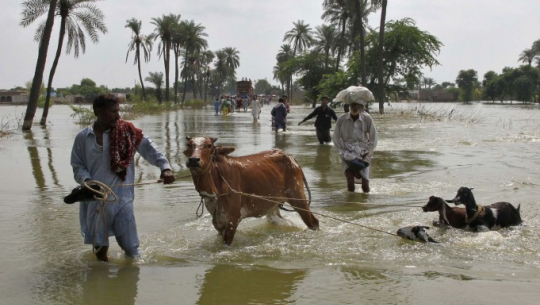 बाढीप्रभावित पशुपक्षीको उद्धार तथा उपचार