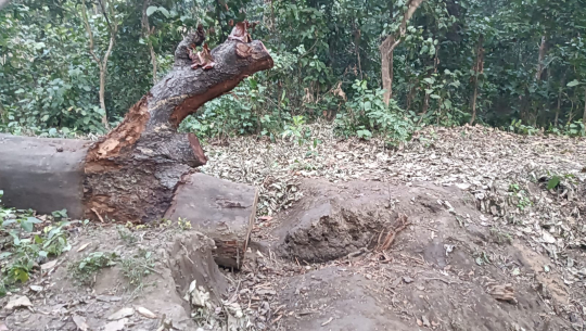 कञ्चनपुरमा पुनर्वासको जनजागरण सामुदायिक वनमा तस्करी मौलायो 