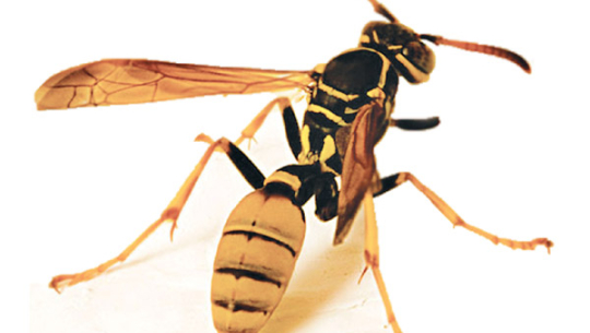 बाजुरामा अरिंगालको टोकाइबाट एक जनाको मृत्यु, तीन जना घाइते