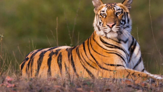 बाघ हेर्न निकुञ्जमा पर्यटक बढे