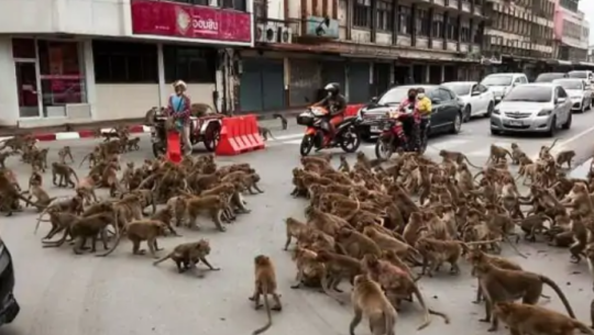 थाइल्याण्डकाे सडकमा बाँदरको ‘ग्याङ फाइट’, घण्टौँ ट्राफिक जाम