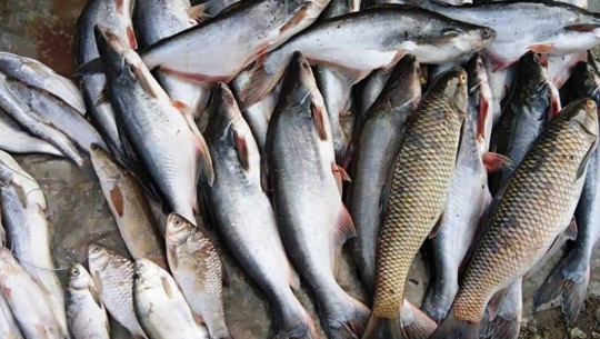 कञ्चनपुरबाट अवैध माछासहित किरानाको सामान बरामद