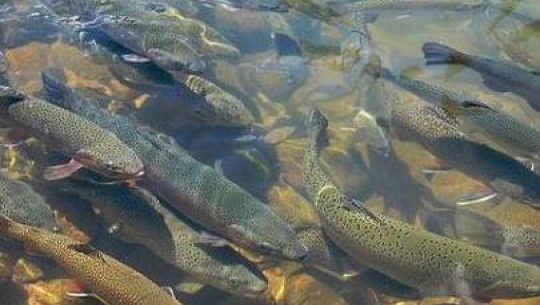 डोटीमा पहिलोपटक रेन्बो ट्राउट माछापालन