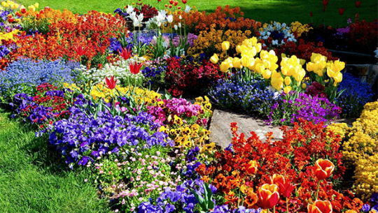 व्यावसायिक फूल खेती