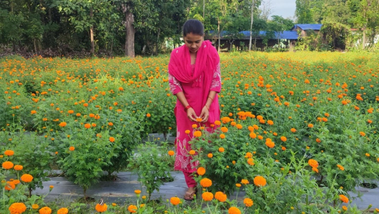कृषि जेटिएको फूलखेती
