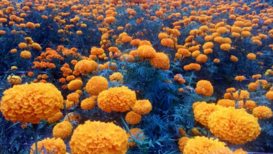 Free Three-Month Flower Cultivation Training to be Held in Dhangadhi, Nepal